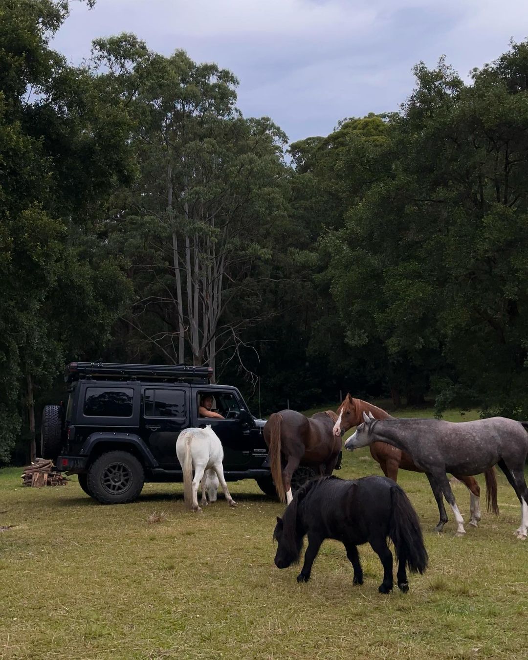 A black SUV is surrounded by several horses in a grassy, tree-filled area, with a driver visible in the car, on an overcast day.