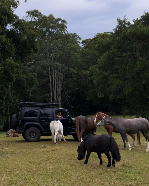 A black SUV is surrounded by several horses in a grassy, tree-filled area, with a driver visible in the car, on an overcast day.