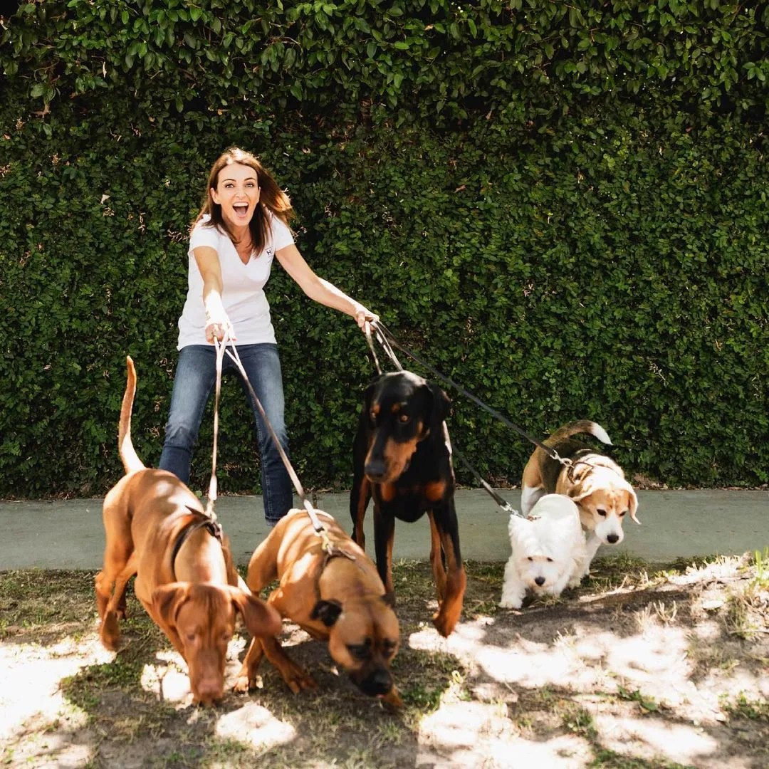 Enthusiastic woman walks five dogs of assorted breeds on leashes along a sidewalk with a lush green hedge in the background.