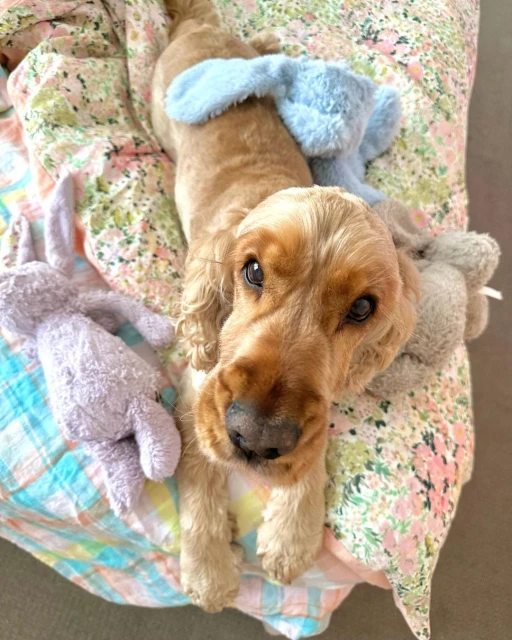 Tan Cocker Spaniel dog is laying on a floral patterned blanket with stuffed bunny toys, captured in a close-up, eye-level shot.