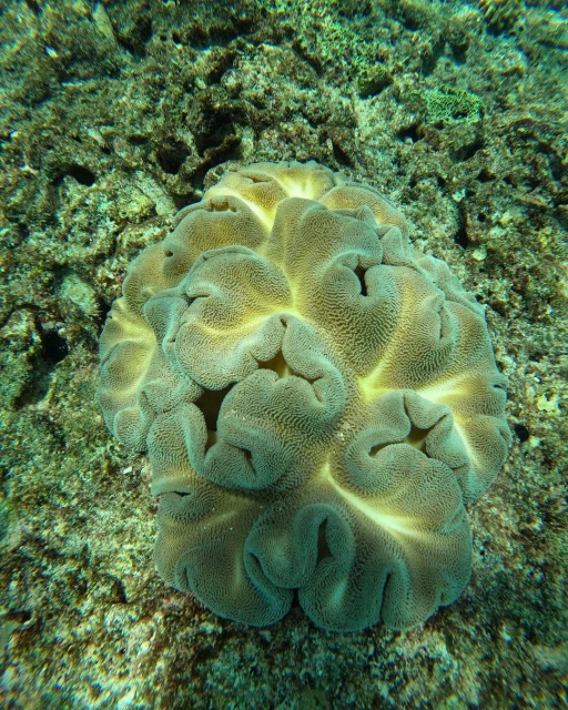 Close-up underwater shot of textured, pale green and beige coral formation surrounded by sandy, rocky seabed with green algae.