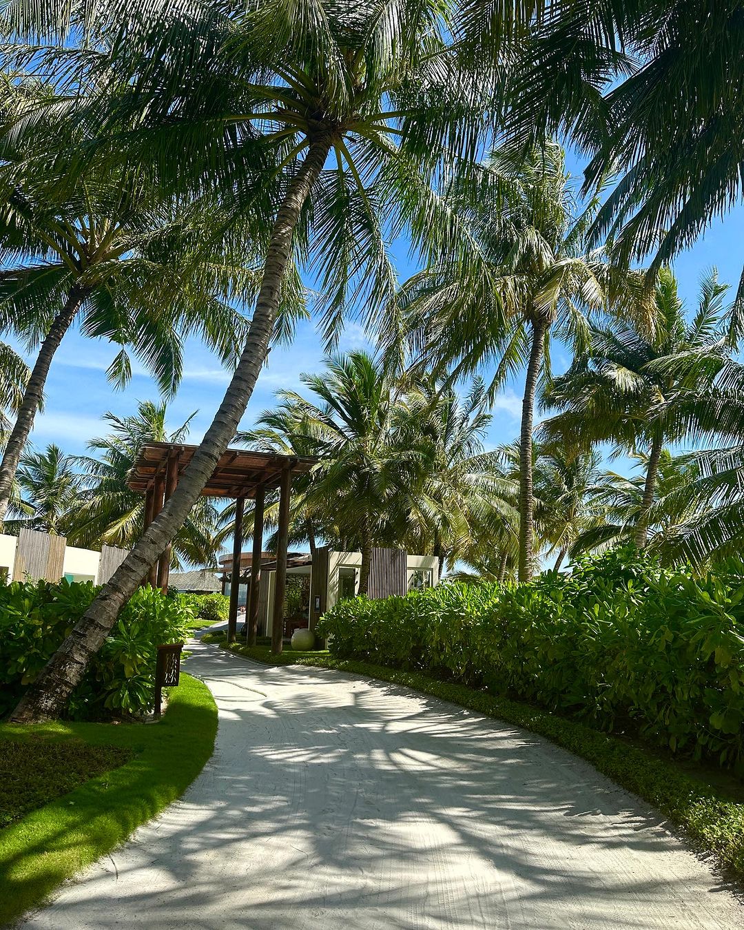 Scenic pathway lined with vibrant green hedges and towering palm trees set against a clear blue sky in a tropical resort.