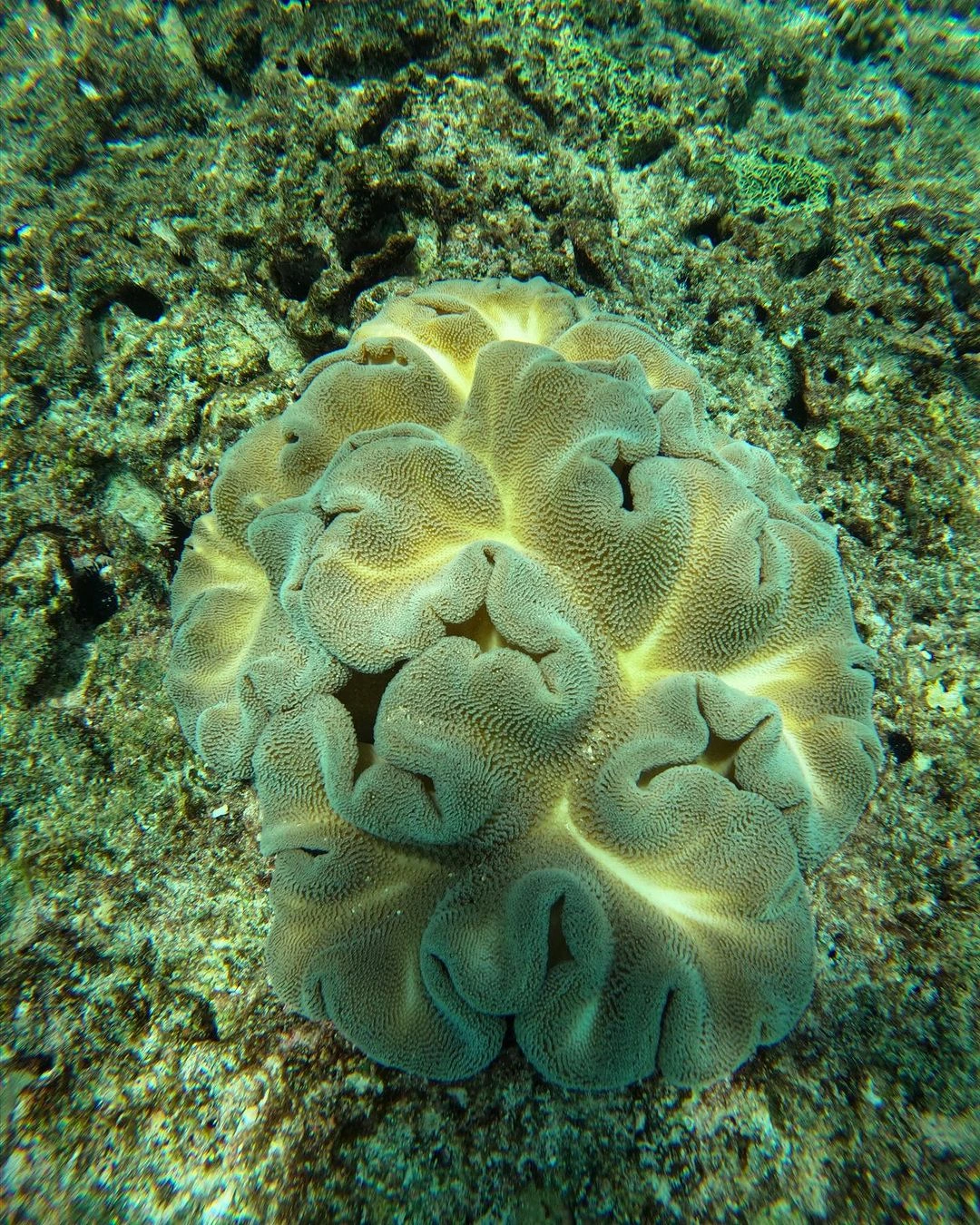 Overhead underwater view of a textured brain coral formation resting on a rocky sea floor.