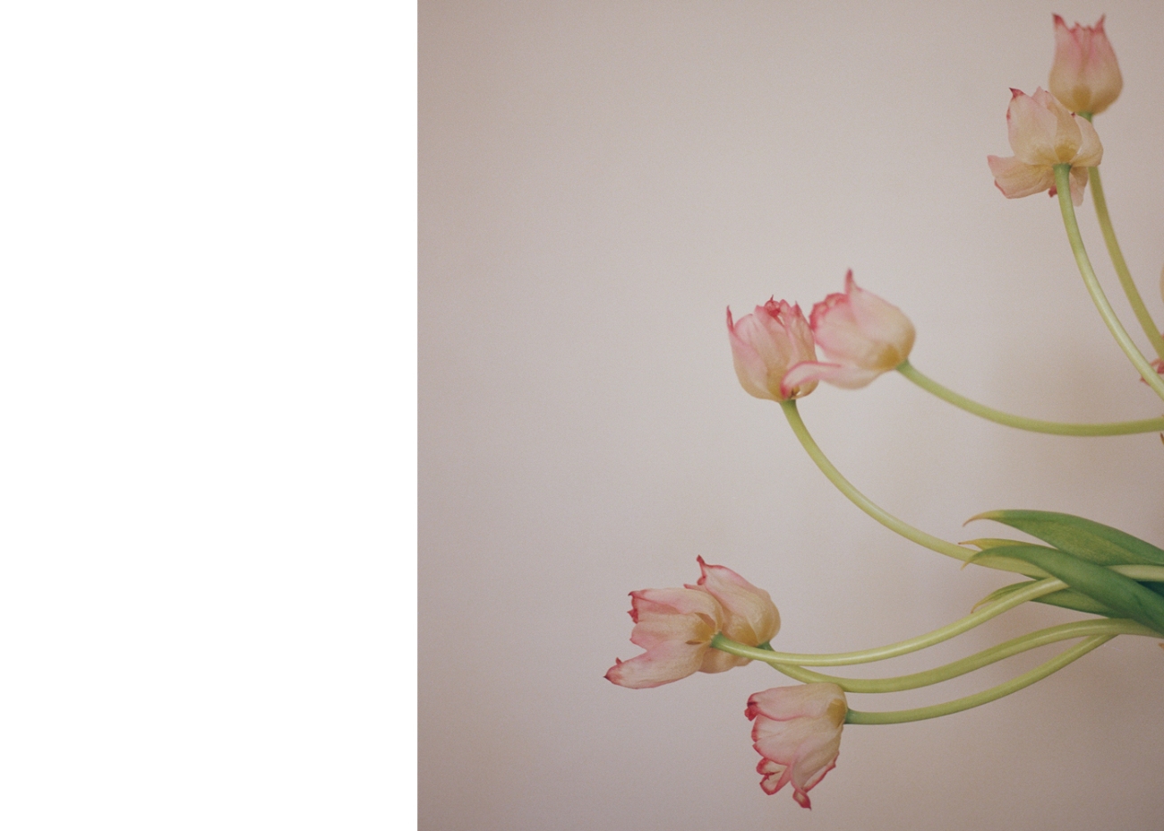 Close-up of tulip flowers with pink edges on a light background. Floral arrangement, fresh, pastel colors, botanical elements.