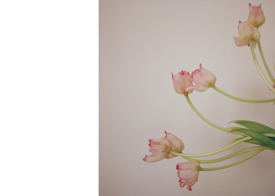 Close-up of tulip flowers with pink edges on a light background. Floral arrangement, fresh, pastel colors, botanical elements.