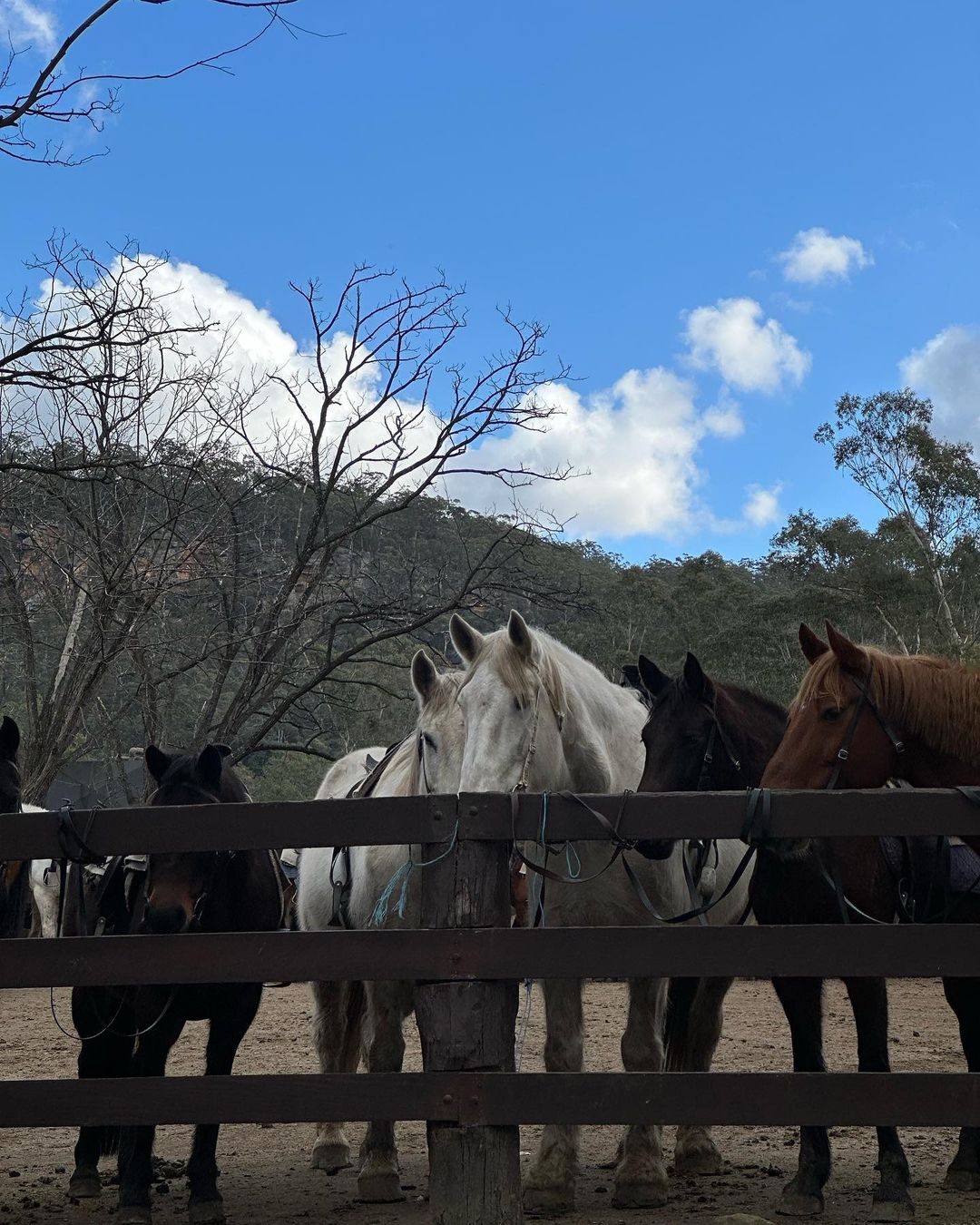 Horses standing behind a wooden fence, some with saddles, in an outdoor environment with trees and a partly cloudy sky overhead.