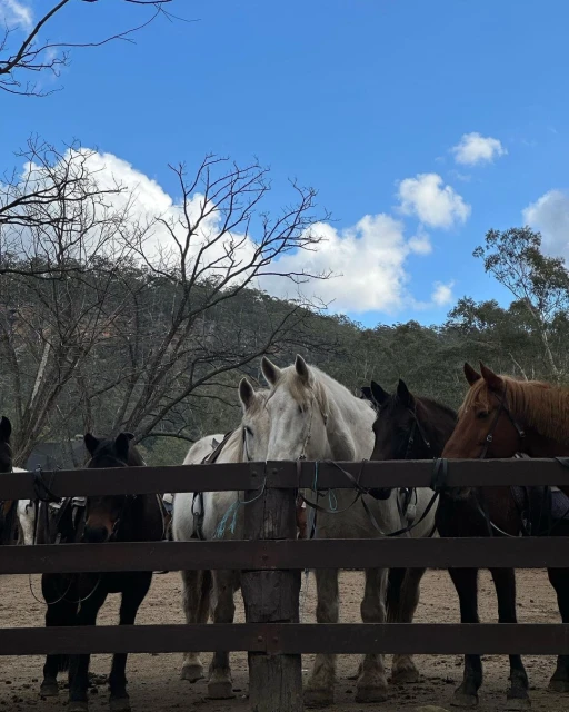 Horses standing behind a wooden fence, some with saddles, in an outdoor environment with trees and a partly cloudy sky overhead.