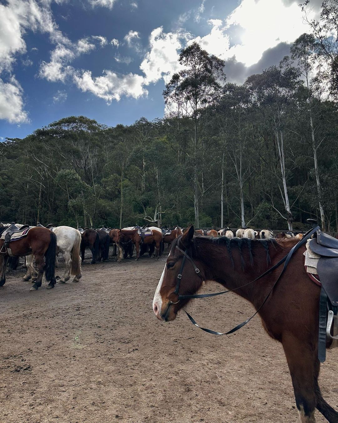 A group of horses standing in a field with a forest in the background under a blue sky with white clouds on a sunny day.