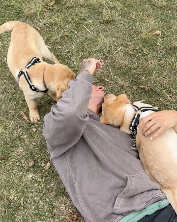 Man lying on grass with two yellow Labrador puppies playfully interacting with his face, outdoor setting, casual clothing.