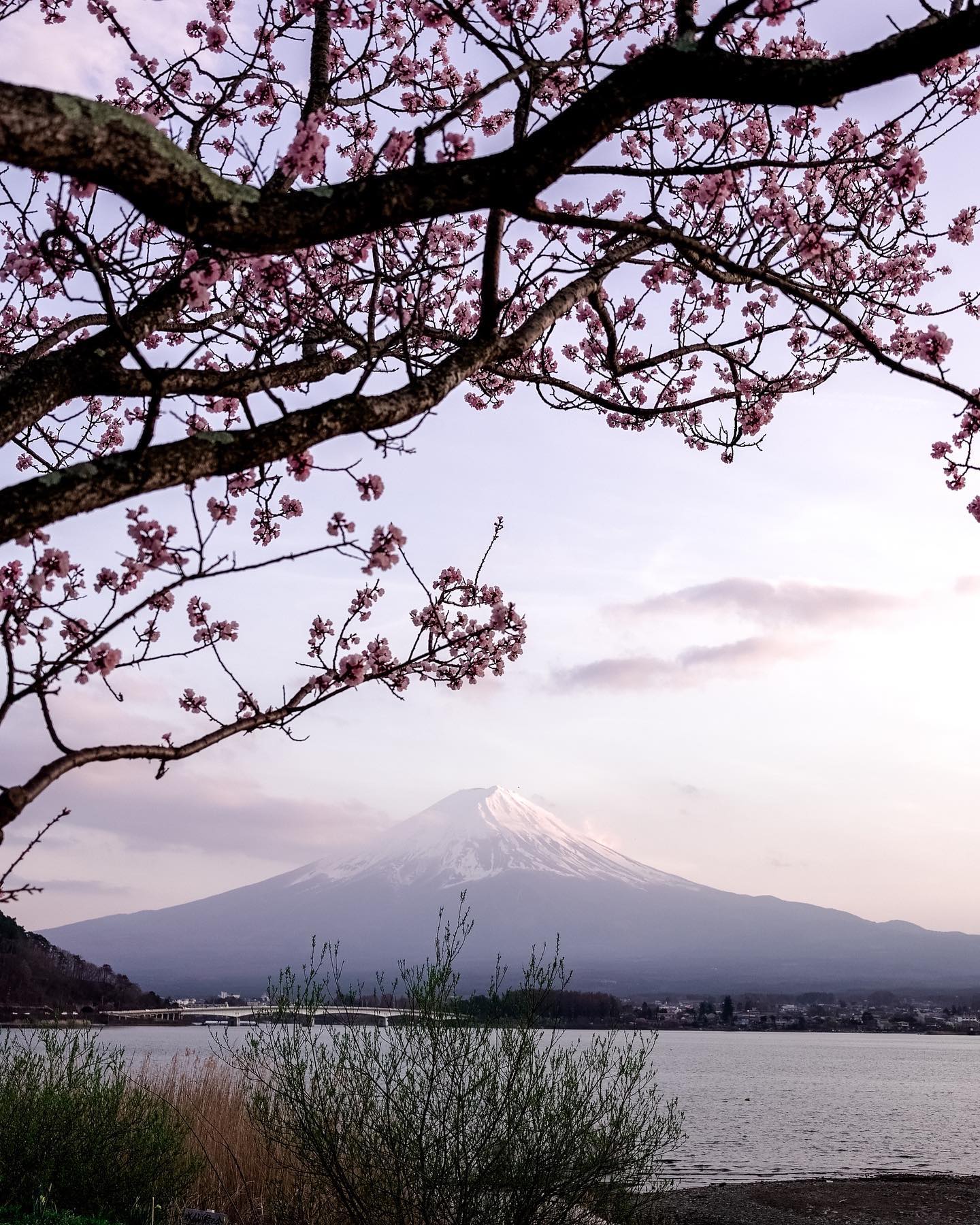 Scenic view of Mount Fuji, Japan, through blooming cherry blossom branches over a tranquil lake, captured at dusk with soft lighting.