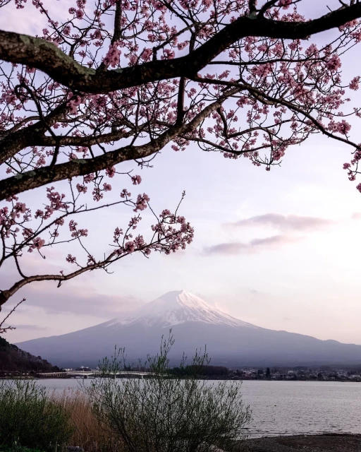 Scenic view of Mount Fuji, Japan, through blooming cherry blossom branches over a tranquil lake, captured at dusk with soft lighting.