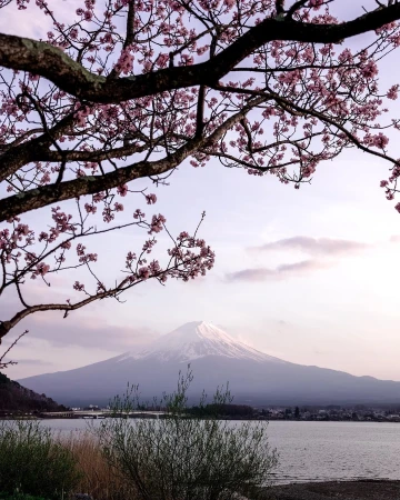 Scenic view of Mount Fuji, Japan, through blooming cherry blossom branches over a tranquil lake, captured at dusk with soft lighting.