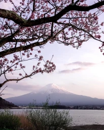 Snow-capped Mount Fuji framed by blooming cherry blossom tree branches over a tranquil lake at sunset by Kim Dao