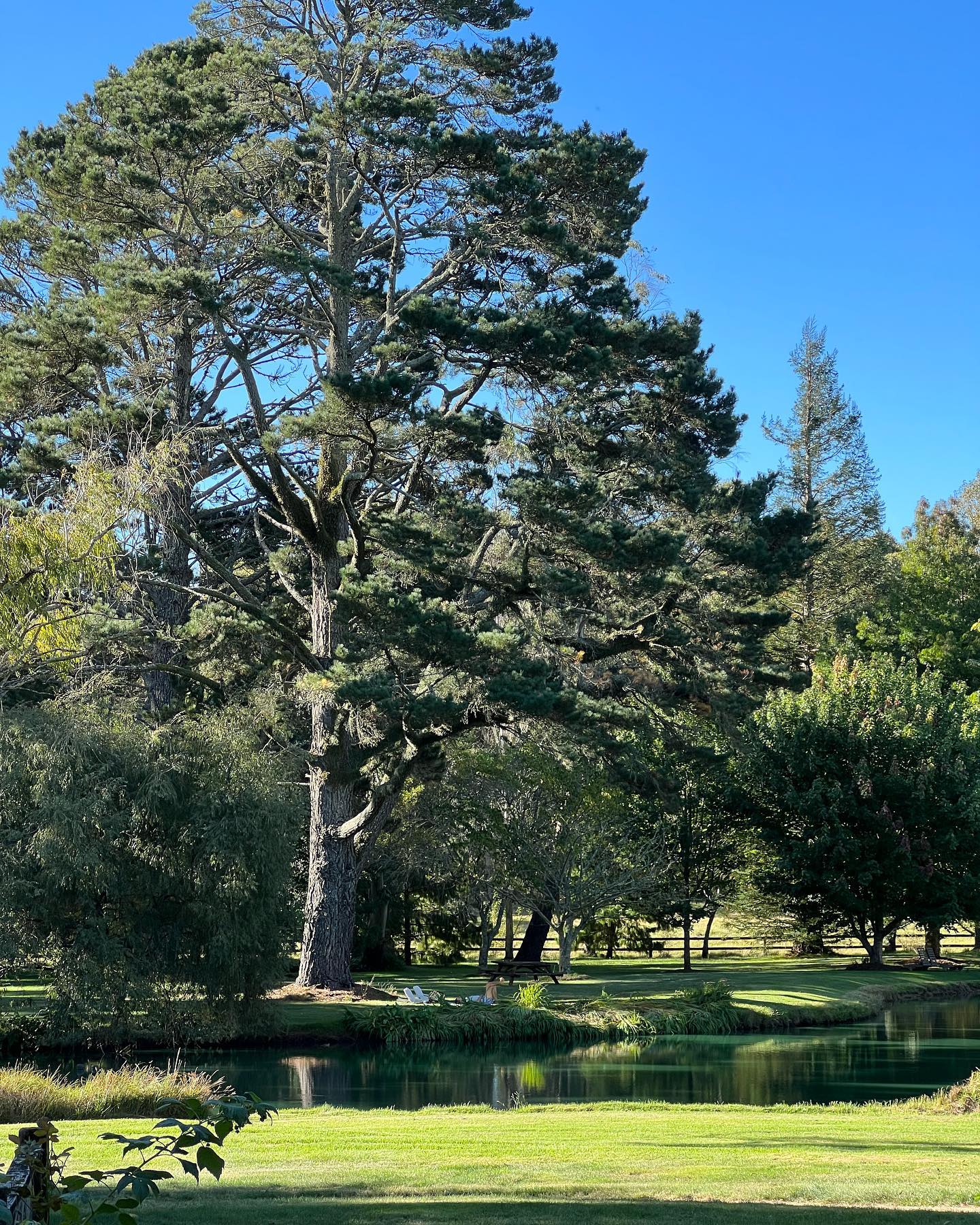 Scenic view of a lush green landscape with a tranquil pond and tall trees under a clear blue sky on a sunny day.