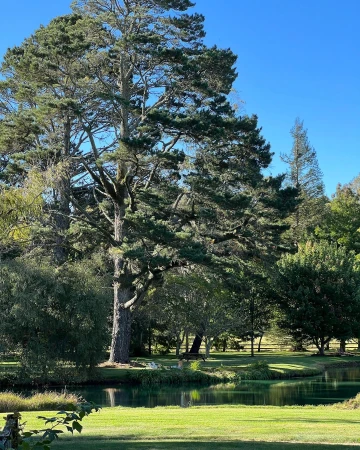Tall pine tree standing on a grassy riverbank under a clear blue sky captured by Lachie Brycki.