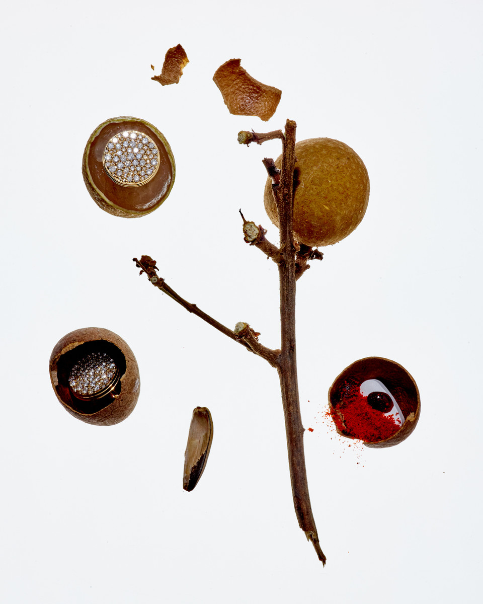 Still life of natural objects: brown seed pods, a thin twig, and red powder, arranged on a clean white surface in an aesthetic composition.