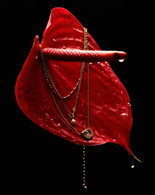 A studio shot features a vibrant red anthurium flower adorned with a gold necklace, set against a stark black background.