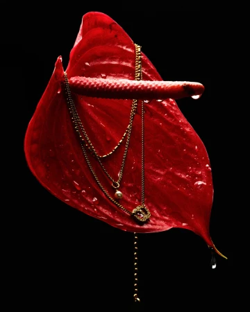 A studio shot features a vibrant red anthurium flower adorned with a gold necklace, set against a stark black background.