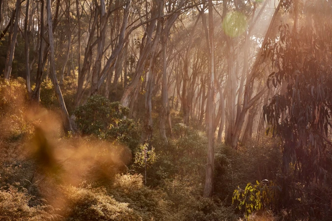 Sunlight filters through a dense forest of tall, slender trees and lush foliage, creating a serene and natural landscape scene.