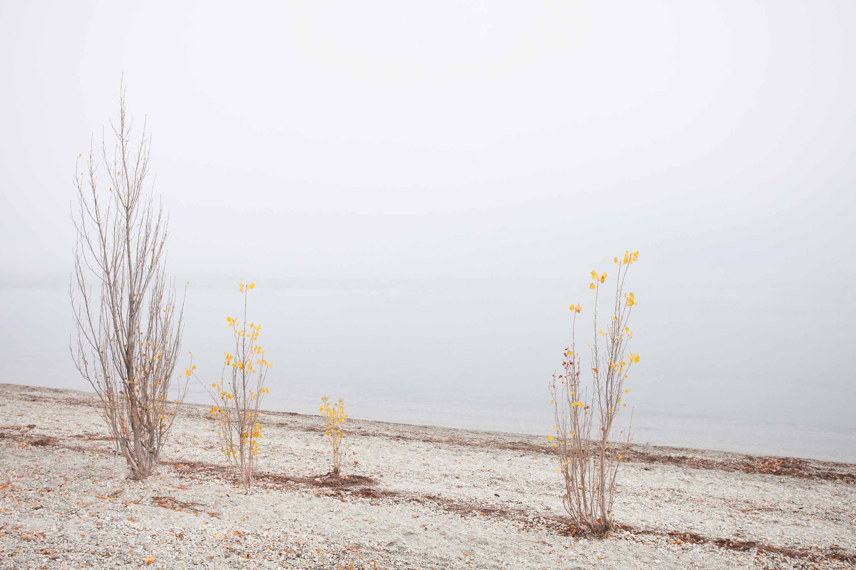 Landscape featuring sparse trees with yellow leaves on a pebble beach with a misty body of water in the background under an overcast sky.