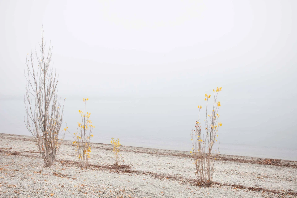 Landscape featuring sparse trees with yellow leaves on a pebble beach with a misty body of water in the background under an overcast sky.