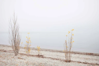 Sparse bare trees with scattered yellow leaves on a pebbled shore beneath a thick foggy sky.