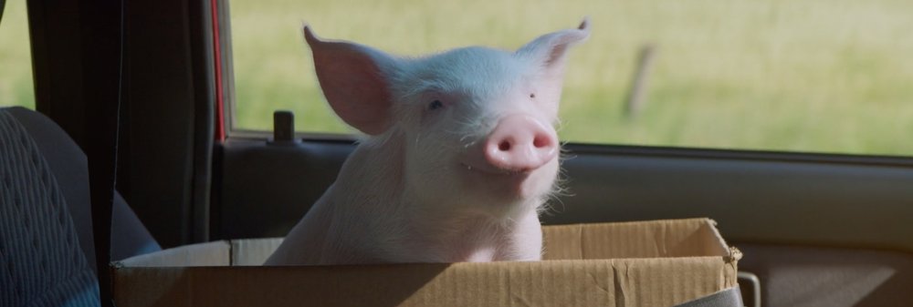 Piglet in a cardboard box inside a car with a rural landscape visible through the window, bathed in natural light.