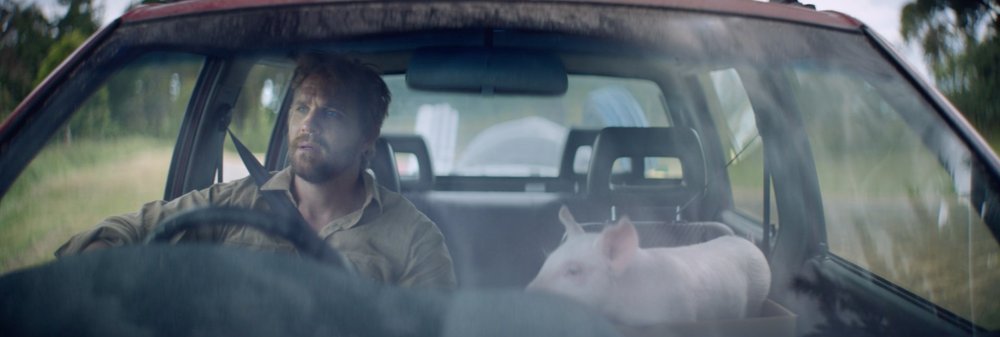 A man drives a red car on a rural road, with a piglet riding as passenger in the back seat, visible through the windshield.