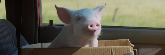 A small pink piglet sitting inside a cardboard box on a car seat looking toward the camera