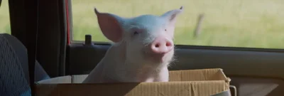 A small pink piglet sitting inside a cardboard box on a car seat looking toward the camera