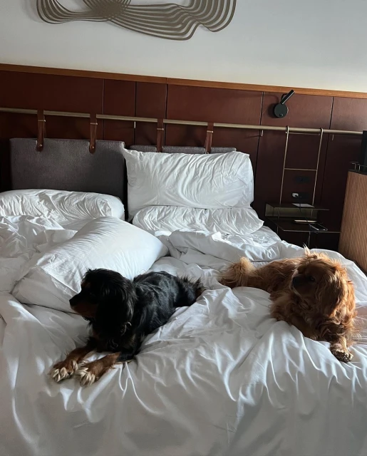 Two Cavalier King Charles Spaniels, one black and one golden, lounge comfortably on a rumpled white bed in a brightly lit bedroom.