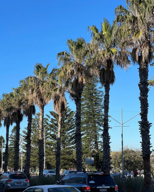 Row of palm trees lining a street with parked cars under a clear blue sky, creating a sunny, tropical urban landscape.