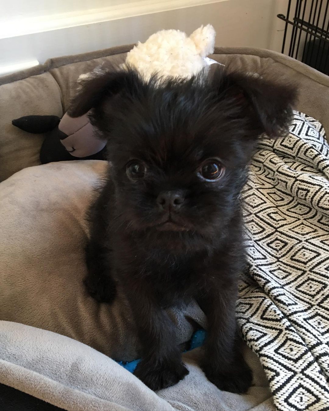 Adorable Griffon Bruxellois puppy sits on a patterned blanket in a pet bed with stuffed toys, looking directly at the camera.