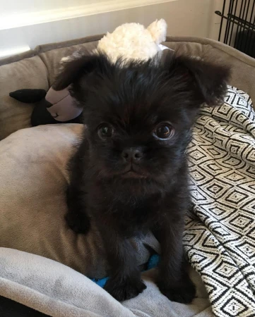 Adorable Griffon Bruxellois puppy sits on a patterned blanket in a pet bed with stuffed toys, looking directly at the camera.