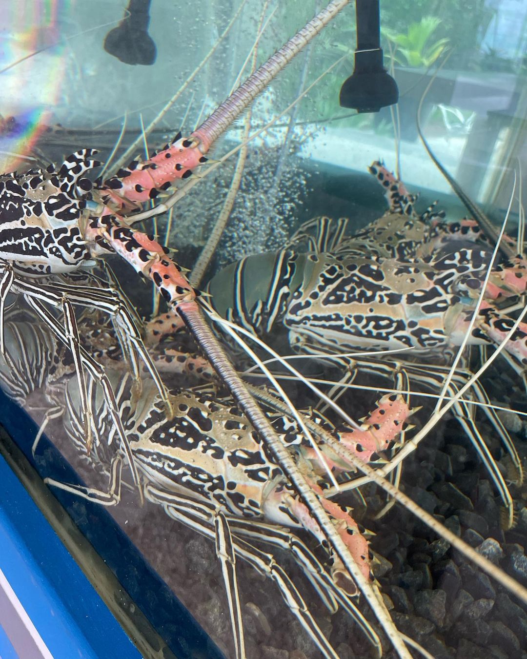 Several Ornate Spiny Lobsters congregate in a tank with black gravel. The lobsters display unique patterns and vibrant colors.
