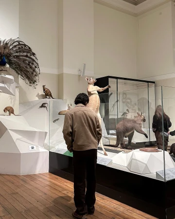 Person views taxidermied animals in museum display cases, including a kangaroo, koala, and peacock with spread feathers.