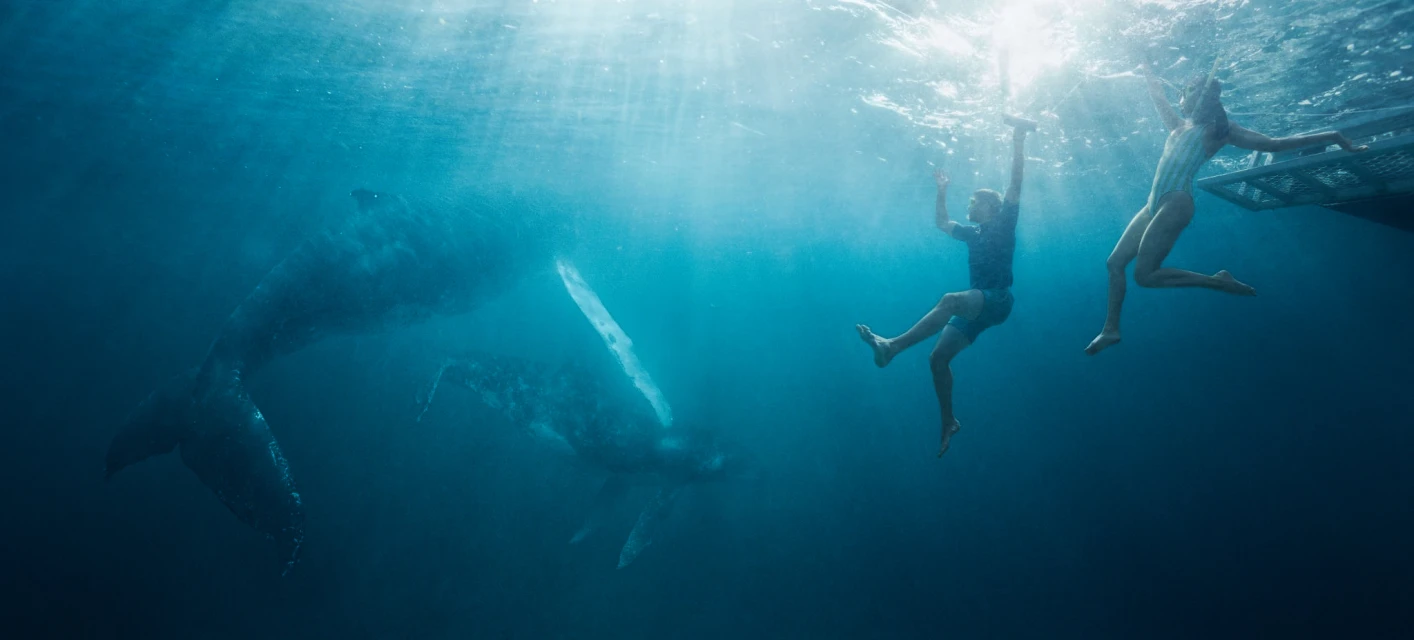 Underwater scene with two humpback whales swimming alongside two adults near the surface, illuminated by sunlight.