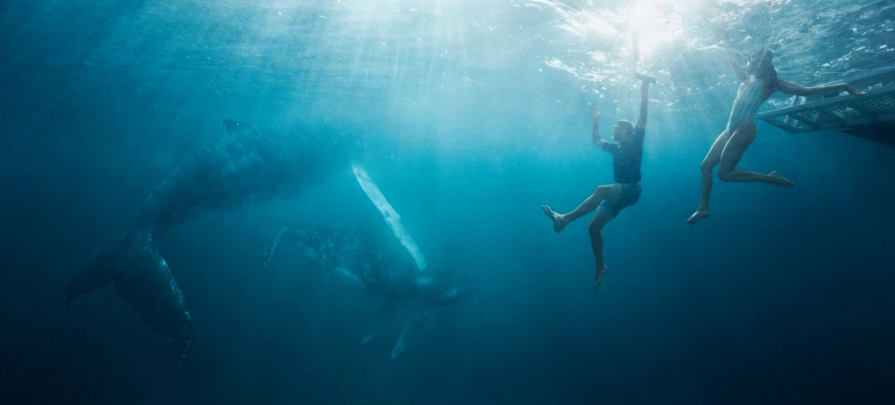 Underwater scene with two humpback whales swimming alongside two adults near the surface, illuminated by sunlight.