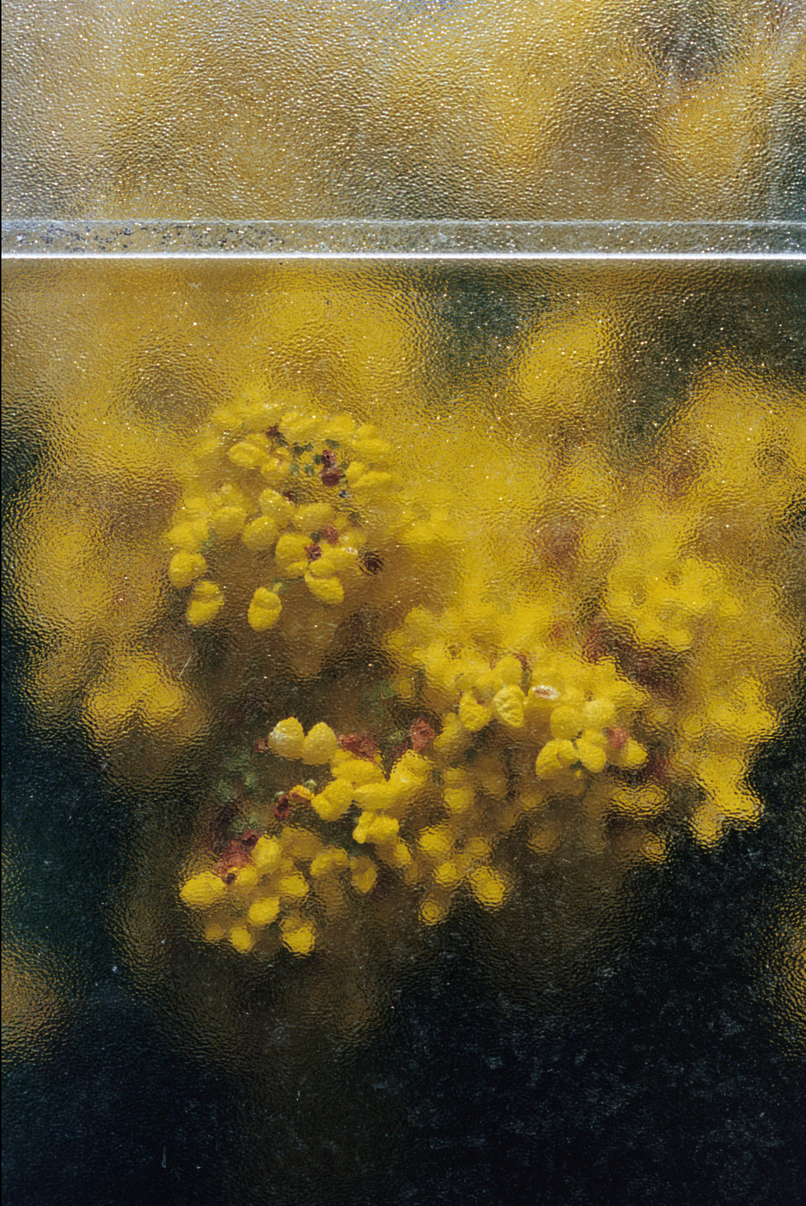 Close-up of yellow wattle flowers behind textured glass, creating a diffused, artistic effect with hints of dark green in the background.