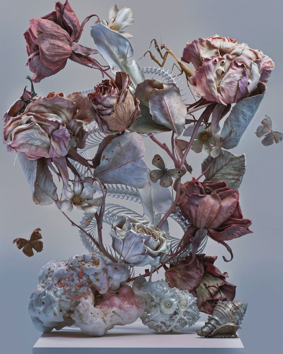 Still life featuring roses, butterflies, a praying mantis, seashells, and a fishbone, displayed on a pale pink surface against a gray backdrop.