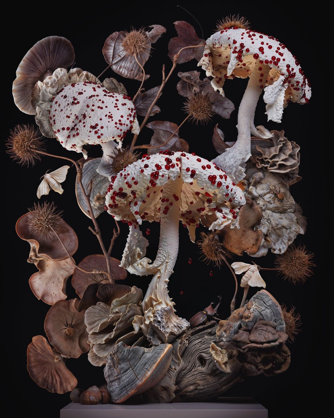 Dramatic still life of three spotted mushrooms surrounded by dried leaves and branches against a dark backdrop, presented on a neutral base.