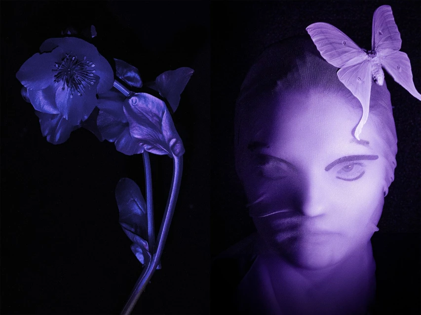 A woman's face is veiled next to a hellebore flower and a luna moth in a blue-toned composition, creating a surreal, artistic portrait.