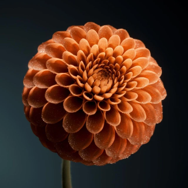 Close-up of an orange dahlia flower with intricate petal patterns, set against a dark blue background, creating a visually striking contrast.
