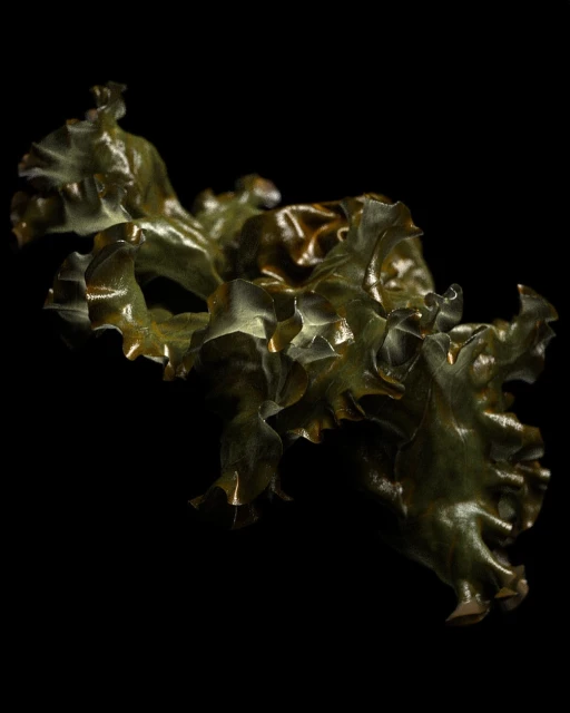 Close-up studio shot of vibrant green lettuce leaf with ruffled edges against a stark black background for food photography.