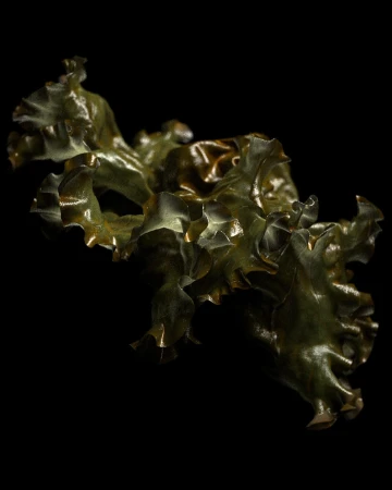 Close-up studio shot of vibrant green lettuce leaf with ruffled edges against a stark black background for food photography.