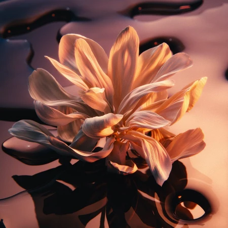 Close-up CGI render of a pale pink flower floating on a reflective dark liquid surface with warm lighting