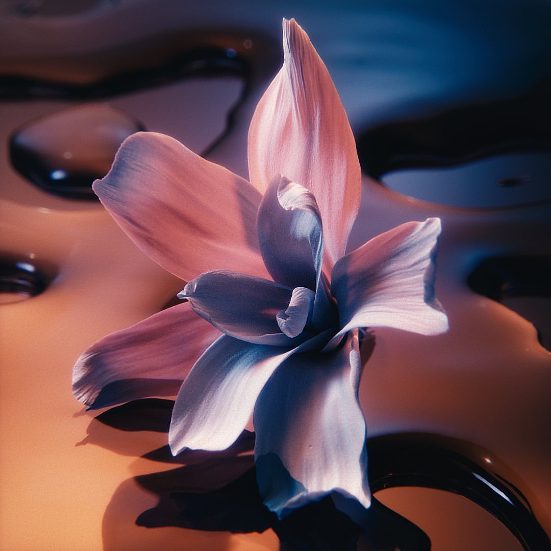 Close-up studio shot of a pink and blue flower with visible petals, showcased against a glossy, liquid background in shades of amber and black.