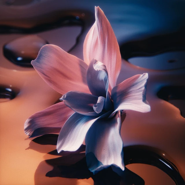 Close-up studio shot of a pink and blue flower with visible petals, showcased against a glossy, liquid background in shades of amber and black.