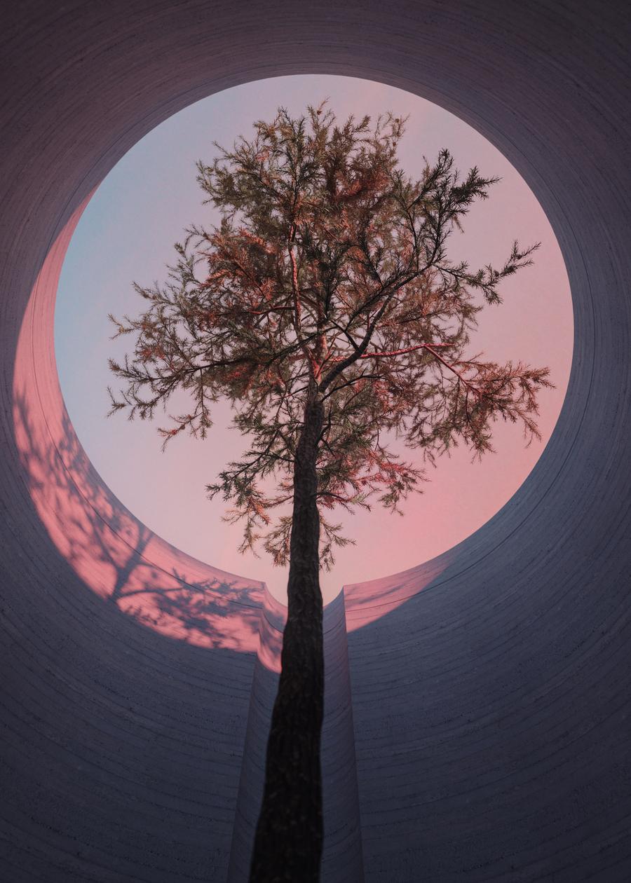 Tall tree rises inside concrete structure, framed by a round opening, showing pink-tinted sky, creating a symmetrical nature image.