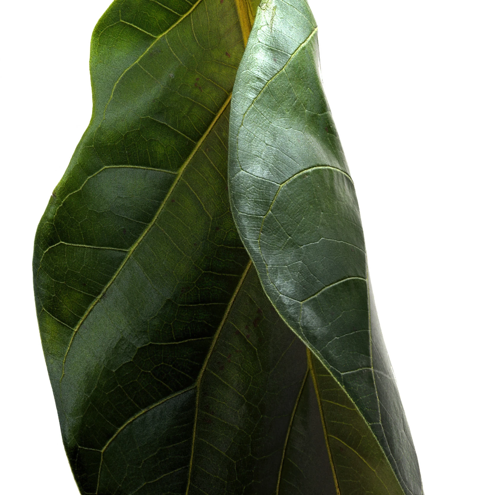 Close-up of two overlapping fiddle-leaf fig leaves with prominent veins against a plain white background. The leaves are dark green.